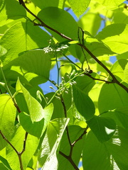 Styrax obassia