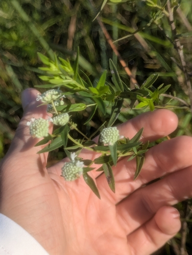 Virginia mountain mint