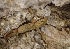 Tarentola americana