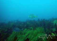 Pseudocaranx georgianus