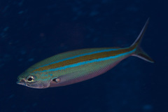Caesio caerulaurea