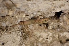 Tarentola americana