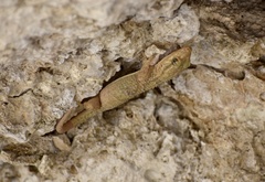 Tarentola americana
