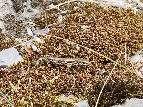 Common Wall Lizard