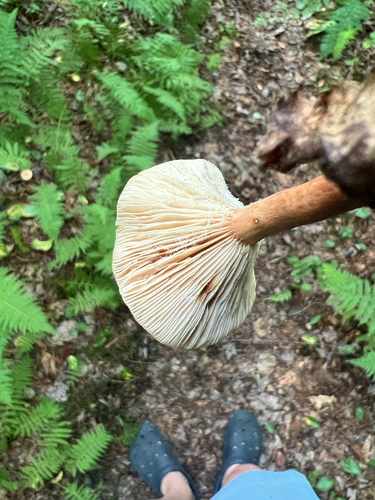 Milkcaps, Brittlegills and Allies
