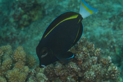 Acanthurus nigricans