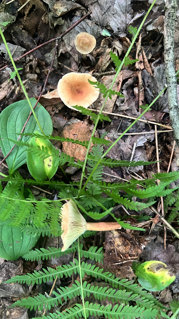Milkcaps, Brittlegills and Allies
