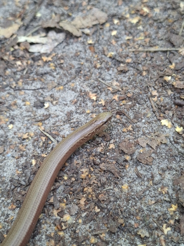 Common Slowworm