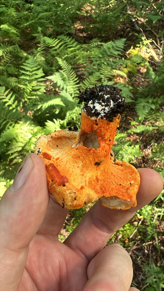 lobster mushroom