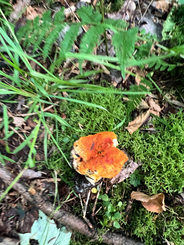 lobster mushroom