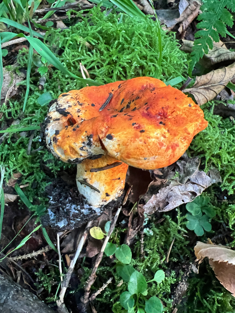lobster mushroom