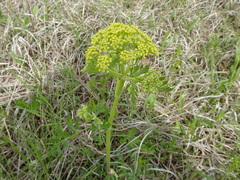 Polytaenia nuttallii