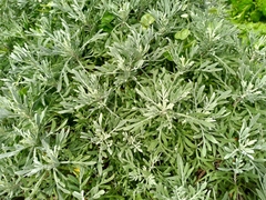 Crossostephium chinense