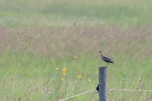 Upland Sandpiper