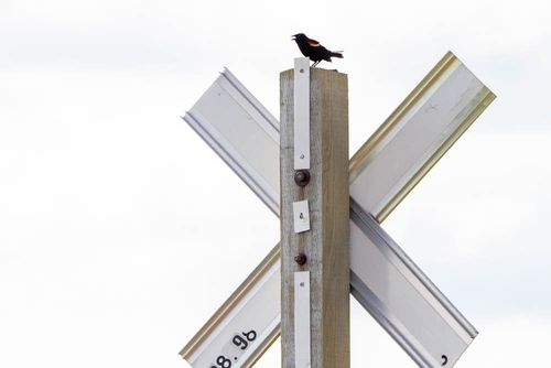 Red-winged Blackbird