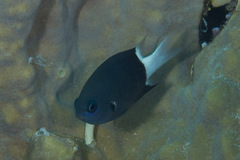 Pycnochromis margaritifer