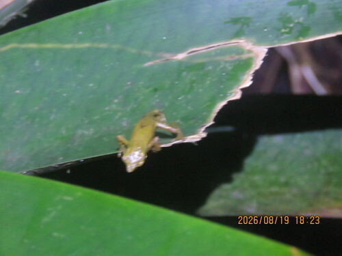 Dendrophryniscus berthalutzae