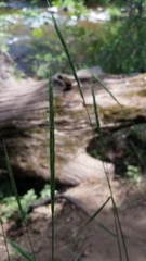 Elymus glaucus glaucus