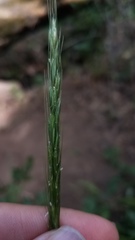 Elymus glaucus glaucus