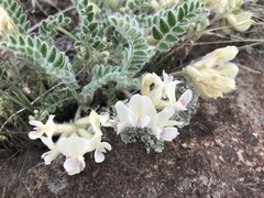 Astragalus parryi