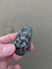 Haliotis virginea virginea