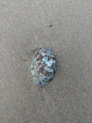 Haliotis virginea virginea