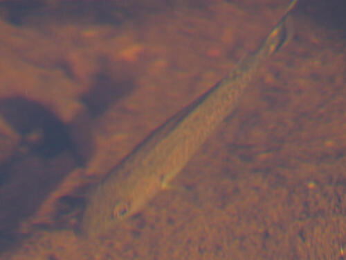 Smallmouth Bass
