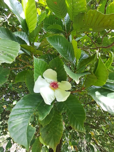 Dillenia philippinensis observed 2026-08-21