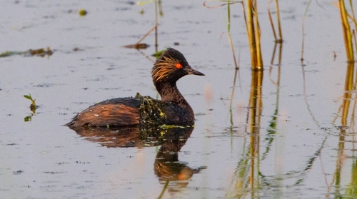 Eared Grebe
