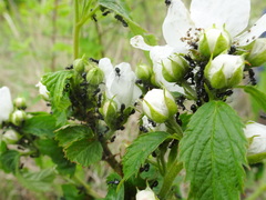 Dolichoderus taschenbergi