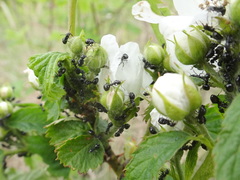 Dolichoderus taschenbergi