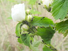 Dolichoderus taschenbergi