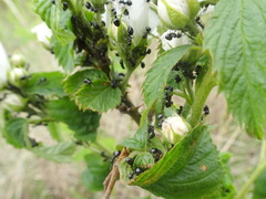 Dolichoderus taschenbergi