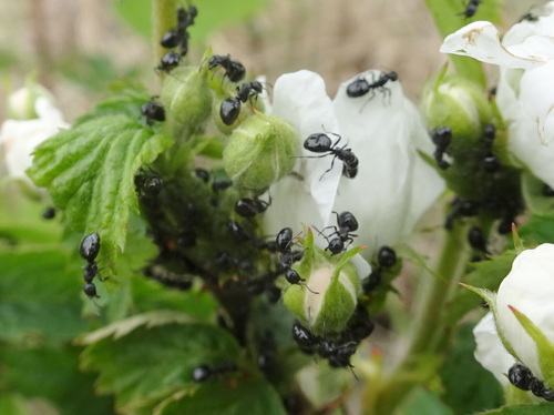 Taschenberg's Odorous Ant photo 3
