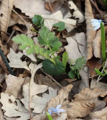 Geum vernum