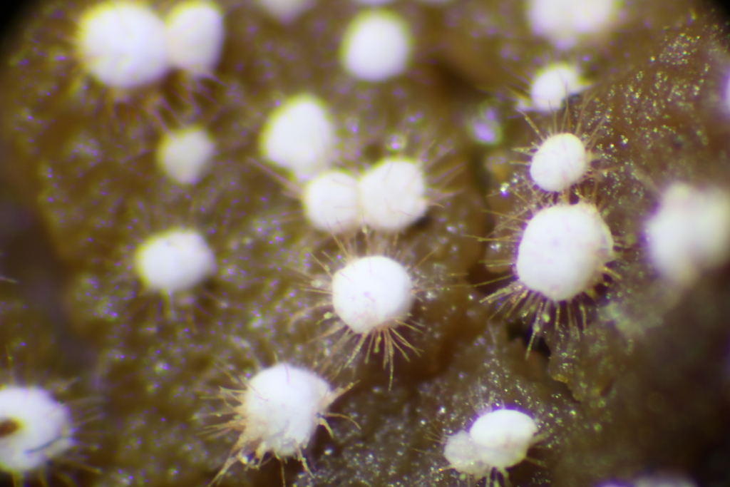 Volutella ciliata
