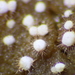 Volutella ciliata - Photo (c) John Plischke, algunos derechos reservados (CC BY-NC-SA), subido por John Plischke