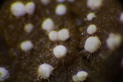 Volutella ciliata
