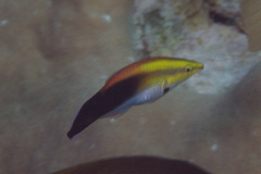 Labroides pectoralis