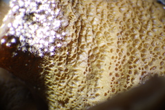 Volutella ciliata