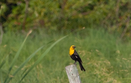 Yellow-headed Blackbird