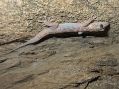 Phyllodactylus nocticolus