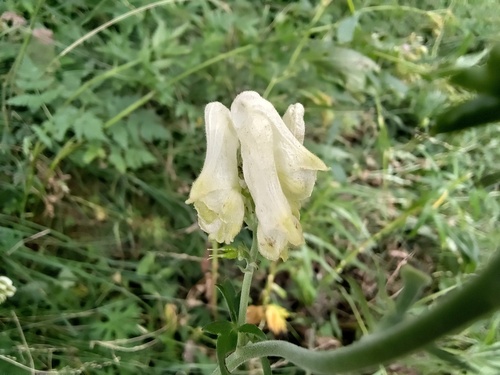 Aconitum lamarckii, photograph 2
