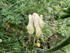 Aconitum lamarckii, photograph (c) Yves Bas, some rights reserved (CC BY)