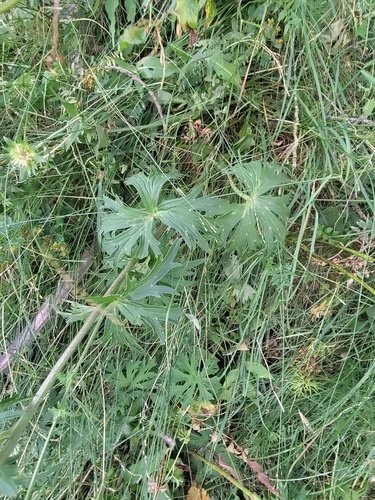 Aconitum lamarckii, photograph 1