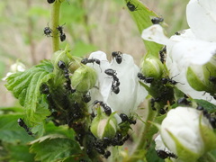 Dolichoderus taschenbergi