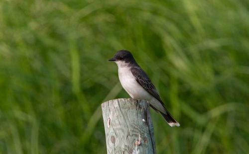 Eastern Kingbird