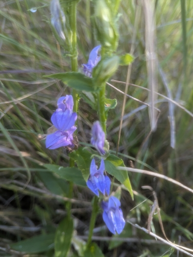 great blue lobelia
