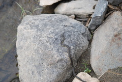 Thamnophis couchii