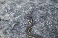 Thamnophis couchii